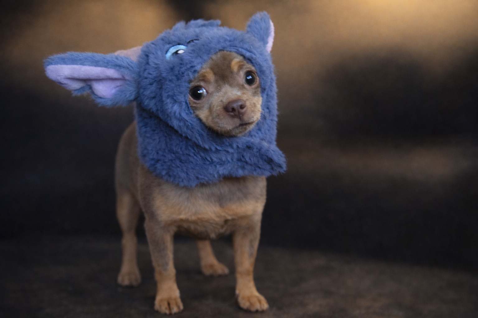 Dotty the Chihuahua, Chief Morale Officer